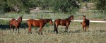 Hester på et jorde i Sedona, Arizona (USA)